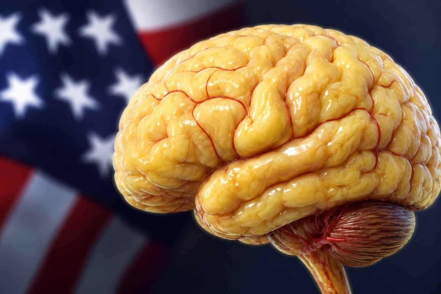 Your Brain Is Mostly Made Of Fat