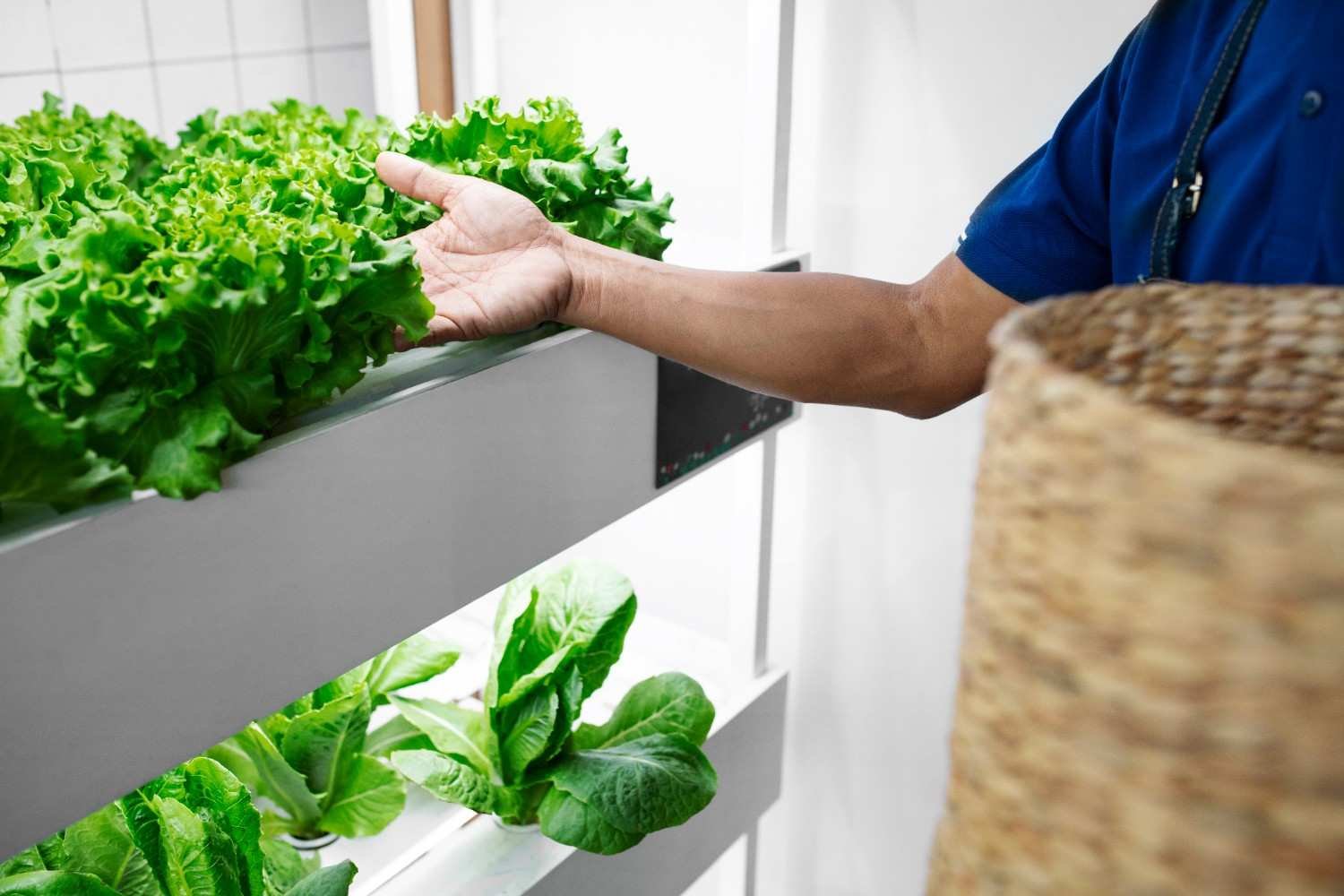 Indoor Hydroponic Garden for Beginners: Grow Fresh Herbs and Greens at Home
