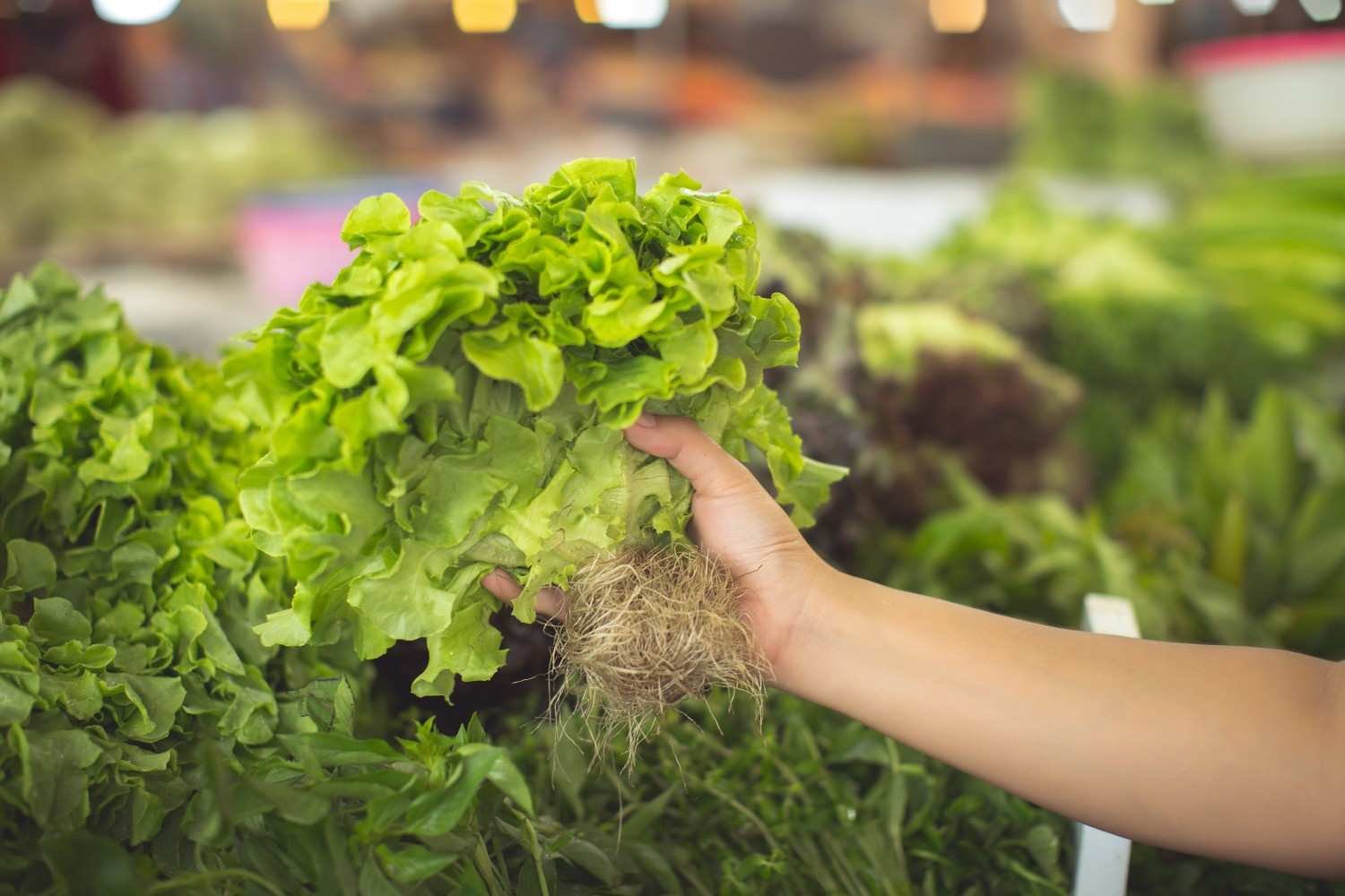 Is an Indoor Hydroponic Garden Worth It?
